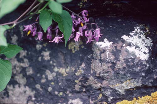 nightshade-lichen